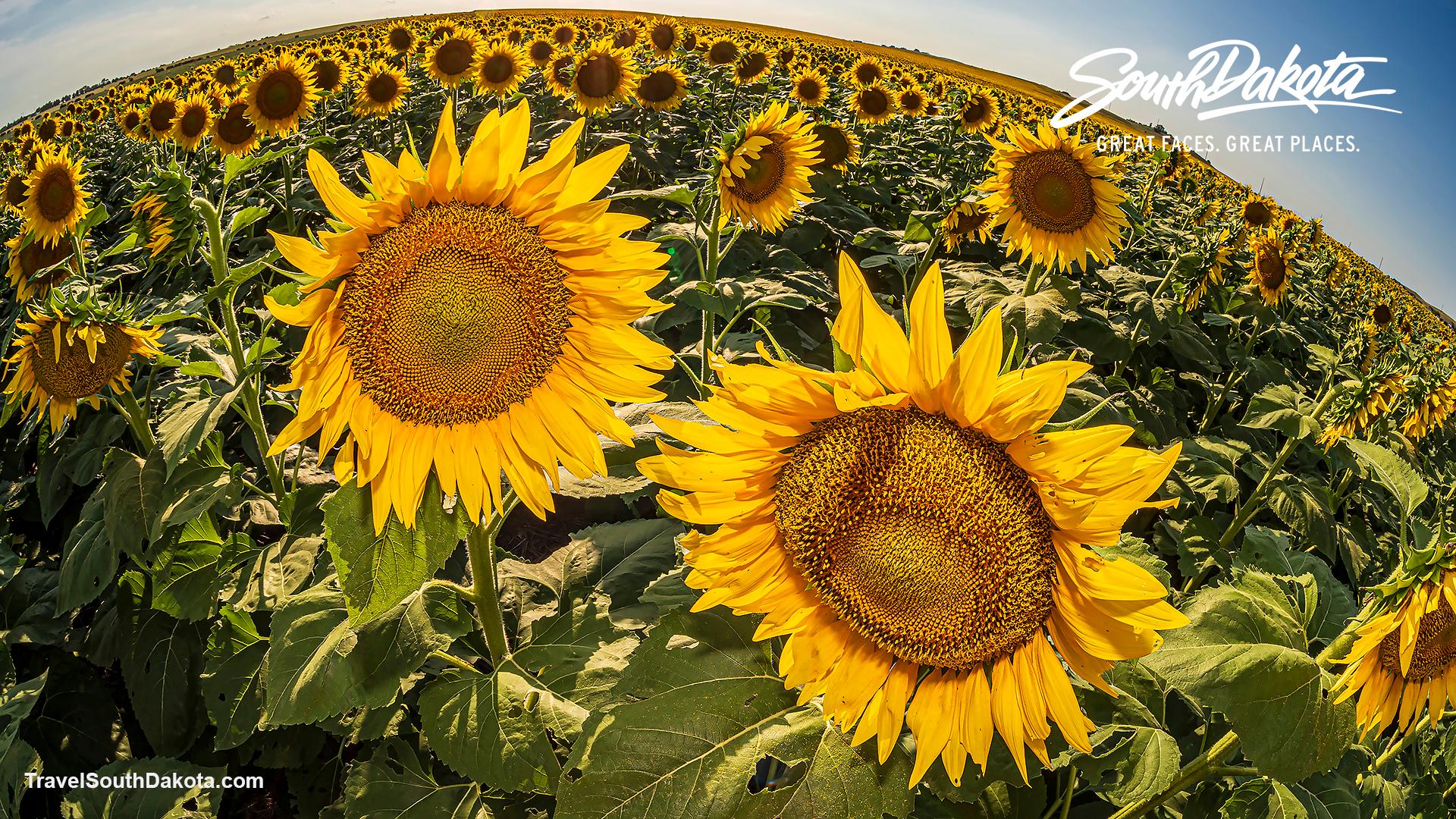 Make an impact. Volunteer with PMISD.